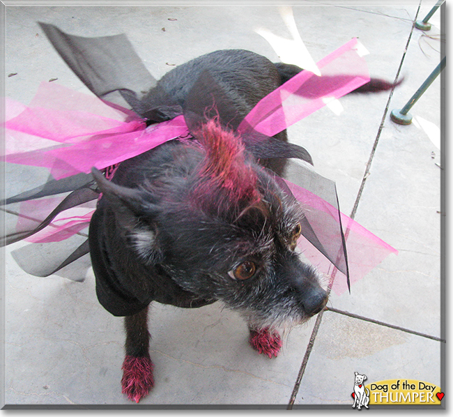 Thumper the Cairn Terrier mix, the Dog of the Day