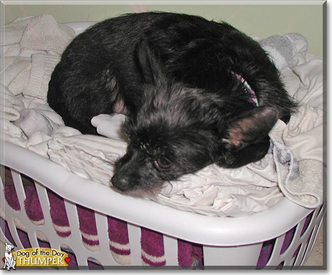 Thumper the Cairn Terrier mix, the Dog of the Day