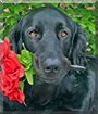 Garrus the Golden Retriever, Great Pyrenees, Labrador mix