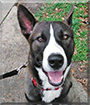 Loki the Belgian Malinois/Border Collie mix