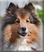 BeeGee the Shetland Sheepdog