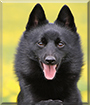 Alixsa the Schipperke