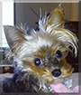 Bentley the Yorkshire Terrier