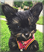 Marceline the Yorkshire Terrier