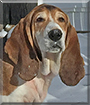 Buddy the Bassett Hound