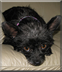 Thumper the Cairn Terrier mix