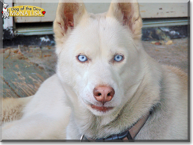 Mona Lisa the Siberian Husky, the Dog of the Day