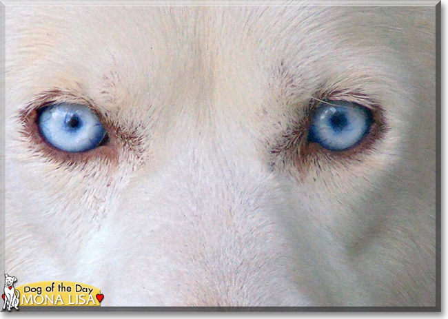 Mona Lisa the Siberian Husky, the Dog of the Day