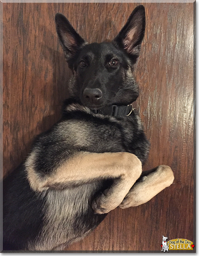 Stella the German Shepherd mix, the Dog of the Day