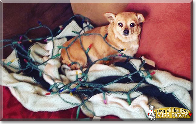 All About the Chihuahua: The Purse Dog – Gage Beasley