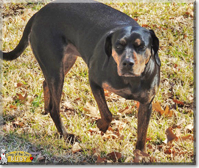 Ruby the Dog, the Dog of the Day