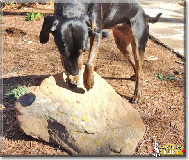 Ruby the Dog, the Dog of the Day