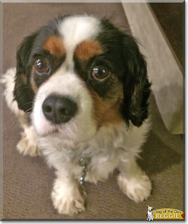 Reggie the Cavalier King Charles Spaniel, the Dog of the Day