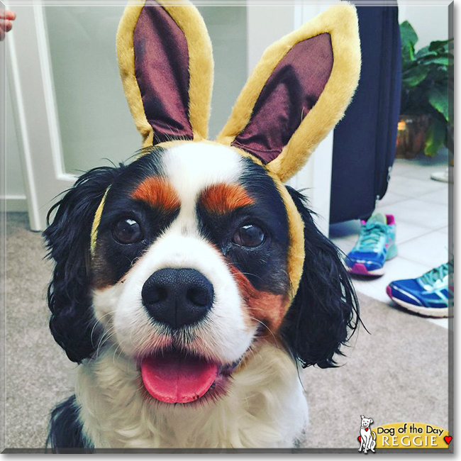 Reggie the Cavalier King Charles Spaniel, the Dog of the Day