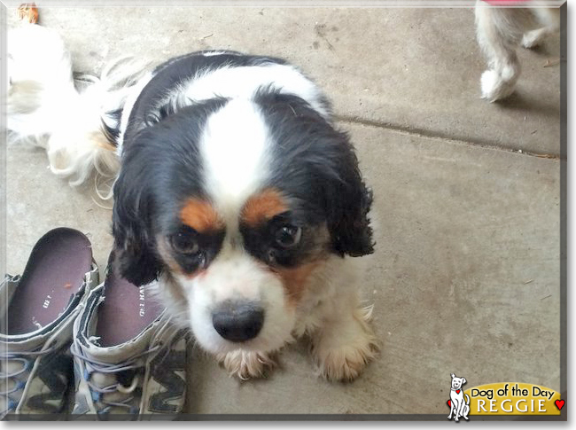 Reggie the Cavalier King Charles Spaniel, the Dog of the Day