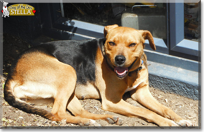 Stella the Huntaway, the Dog of the Day