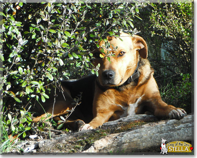 Stella the Huntaway, the Dog of the Day