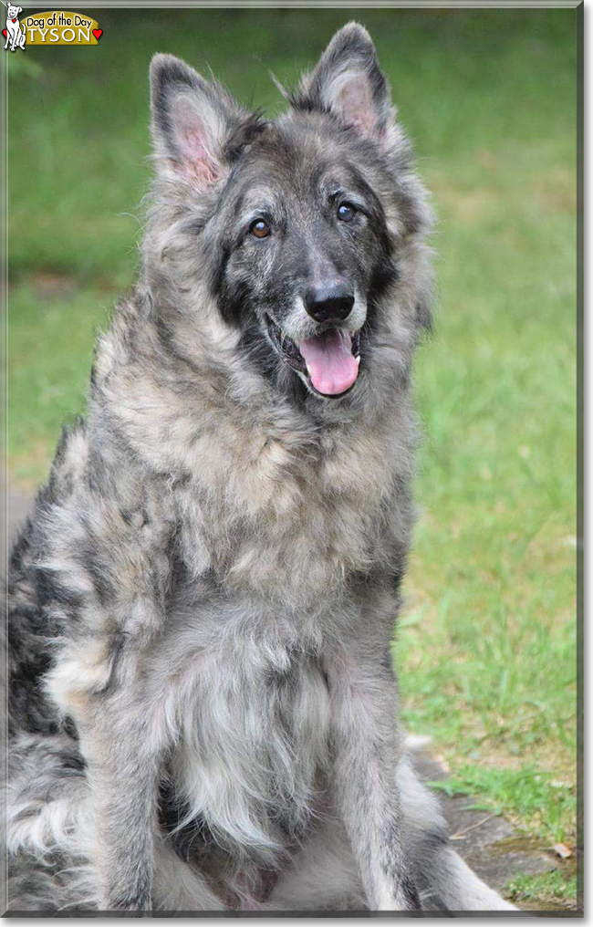 Tyson the German Shepherd, the Dog of the Day