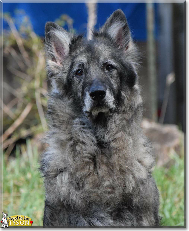 Tyson the German Shepherd, the Dog of the Day