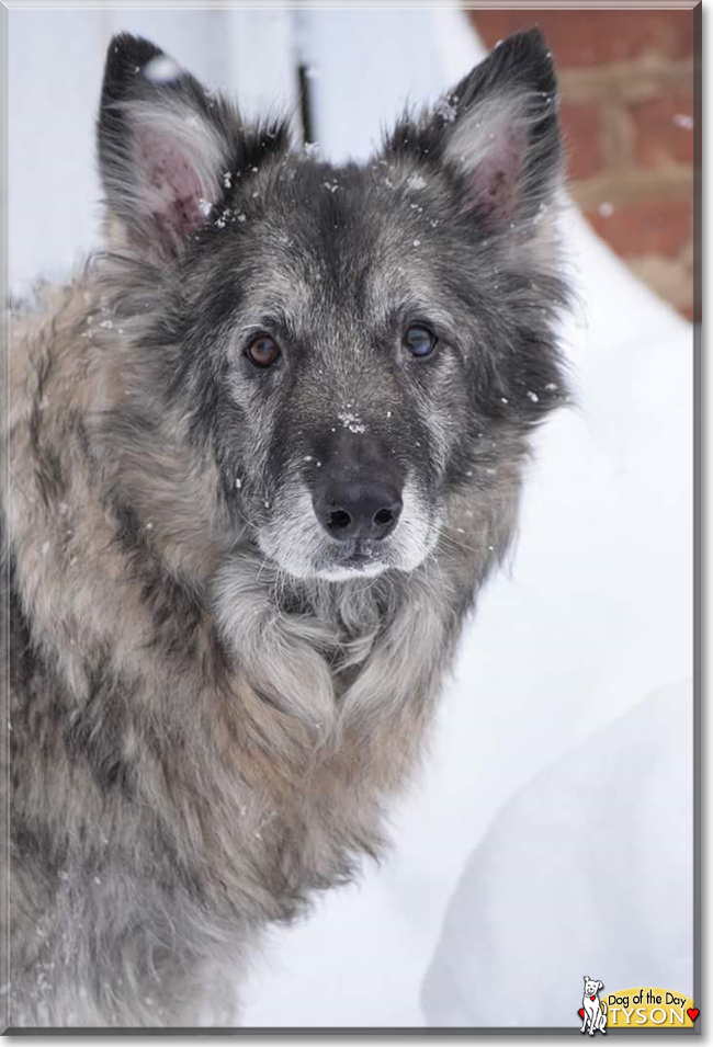 Tyson the German Shepherd, the Dog of the Day