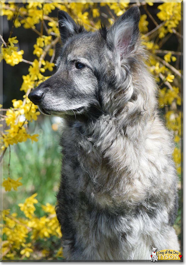 Tyson the German Shepherd, the Dog of the Day