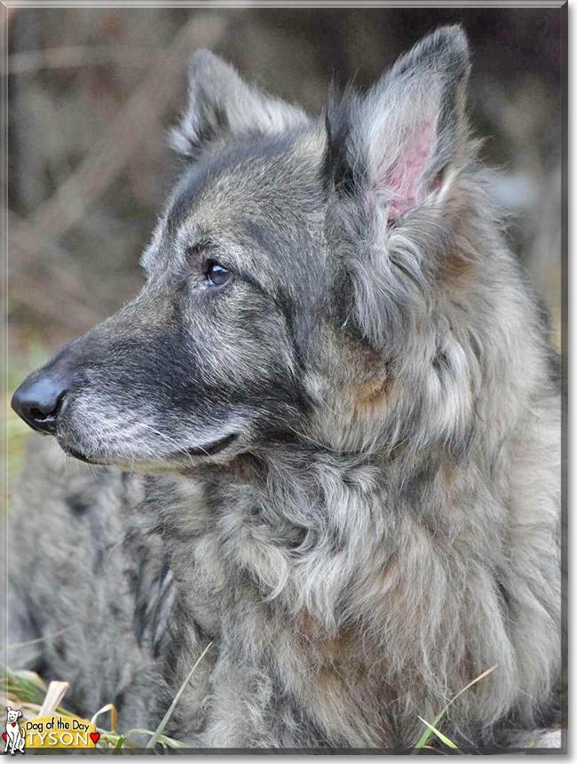 Tyson the German Shepherd, the Dog of the Day