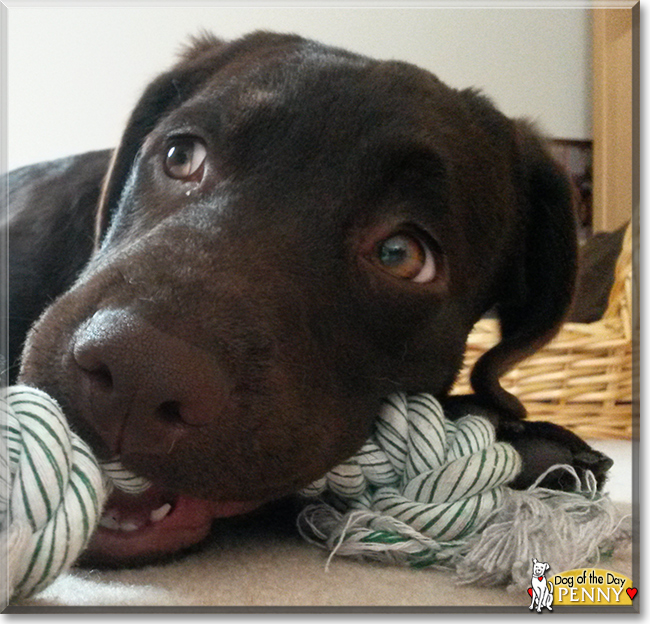 Penny the Labrador Retriever, the Dog of the Day