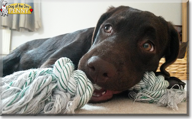 Penny the Labrador Retriever, the Dog of the Day