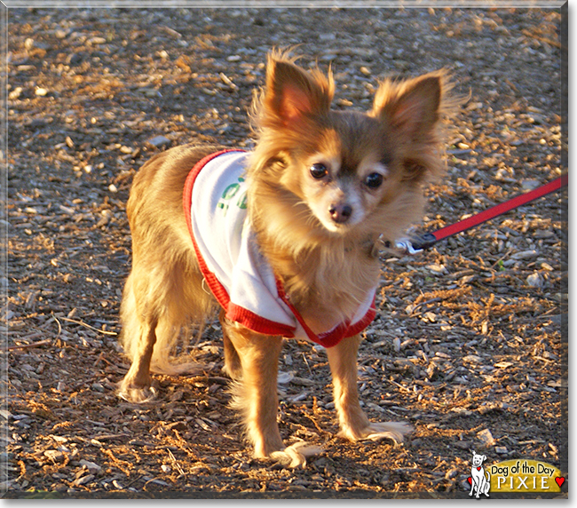 Pixie the Russian Toy Terrier, the Dog of the Day