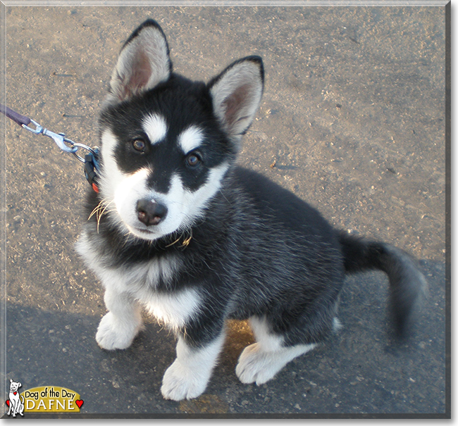 Dafne the Alaskan Malamute, the Dog of the Day