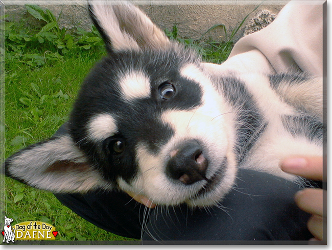 Dafne the Alaskan Malamute, the Dog of the Day