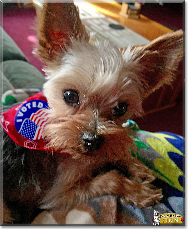 Finn the Yorkshire Terrier, the Dog of the Day