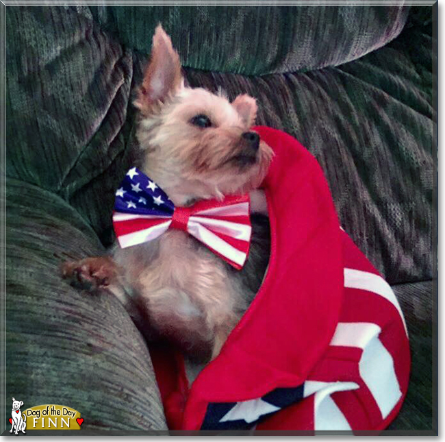 Finn the Yorkshire Terrier, the Dog of the Day