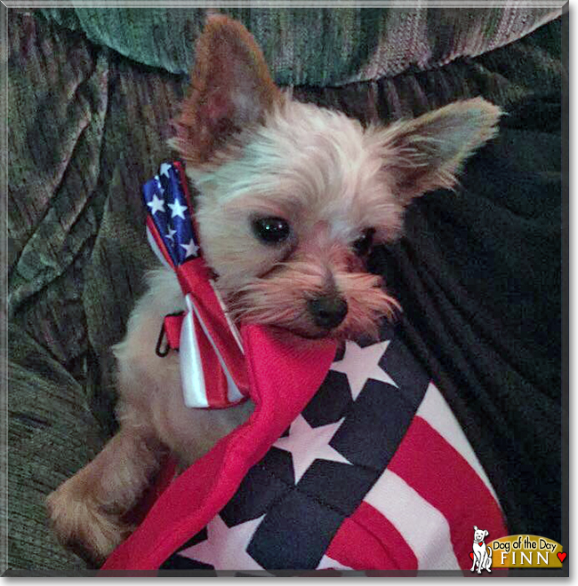 Finn the Yorkshire Terrier, the Dog of the Day