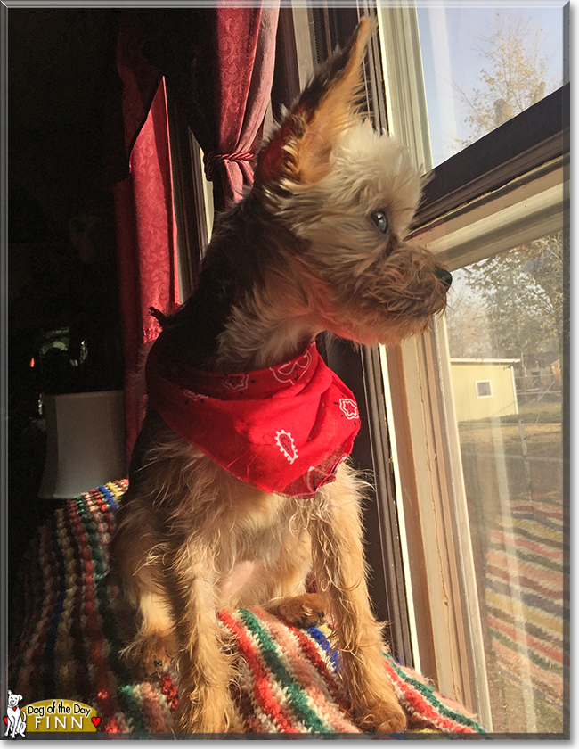 Finn the Yorkshire Terrier, the Dog of the Day