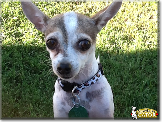 Gator the Chihuahua, the Dog of the Day