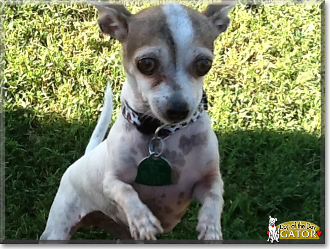 Gator the Chihuahua, the Dog of the Day