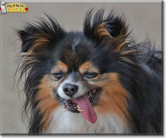 Lucky the Papillon, the Dog of the Day