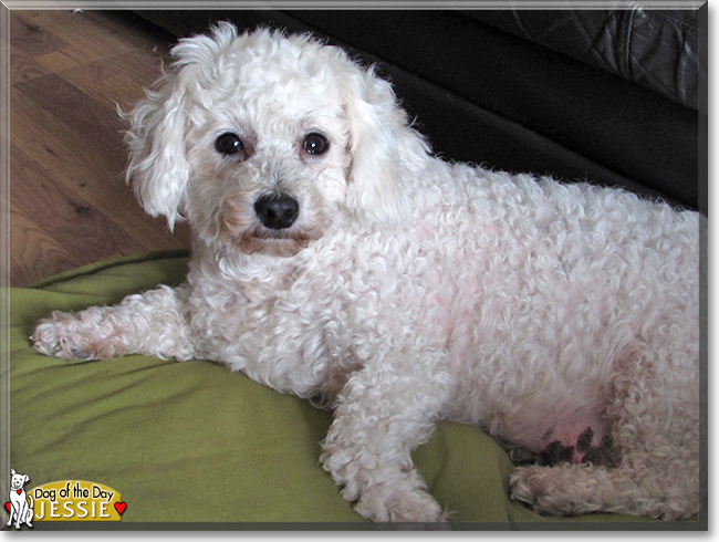 Jessie the Bichon Frise cross, the Dog of the Day