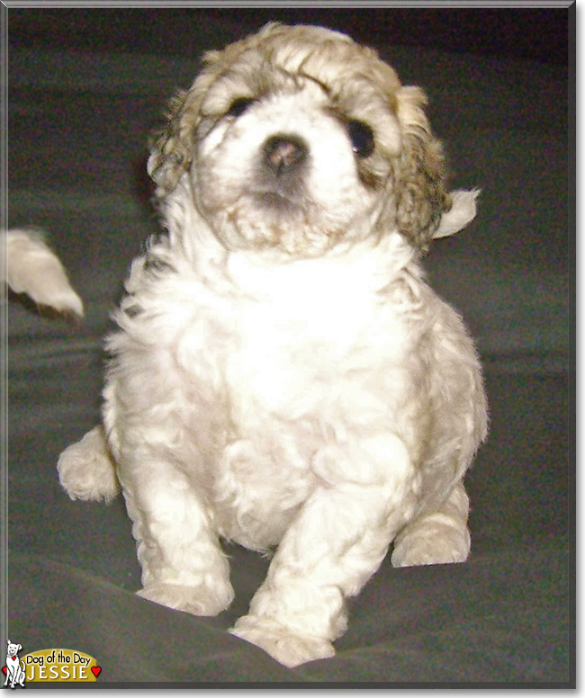 Jessie the Bichon Frise cross, the Dog of the Day