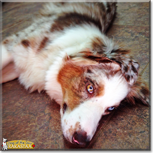 Rakastaa the Australian Shepherd, the Dog of the Day