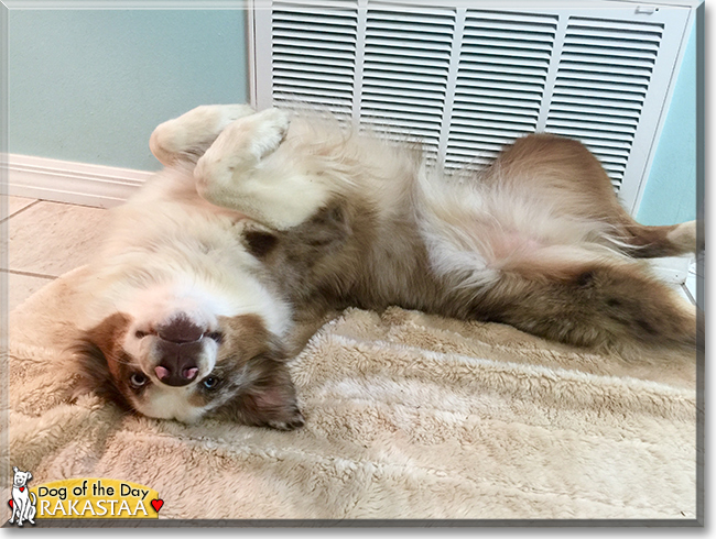 Rakastaa the Australian Shepherd, the Dog of the Day