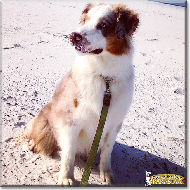 Rakastaa the Australian Shepherd, the Dog of the Day