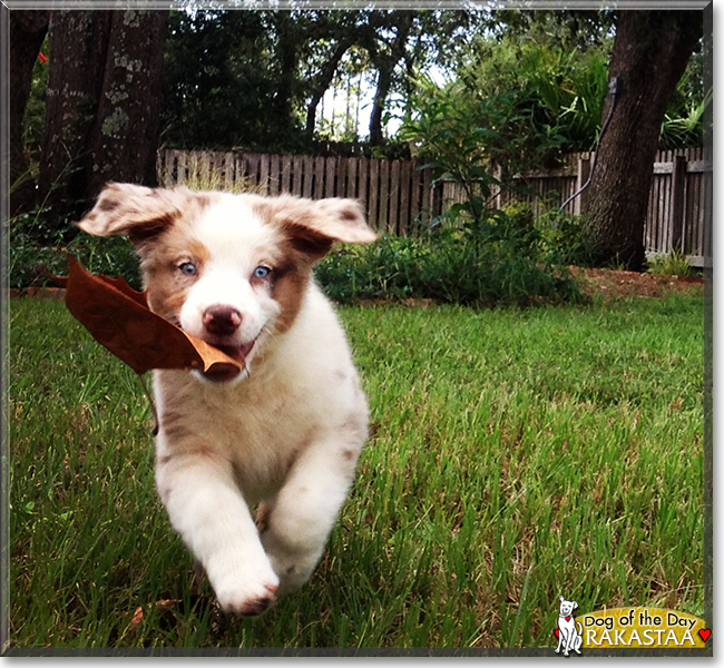 Rakastaa the Australian Shepherd, the Dog of the Day