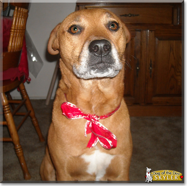 Skyler the Pitbull terrier mix, the Dog of the Day