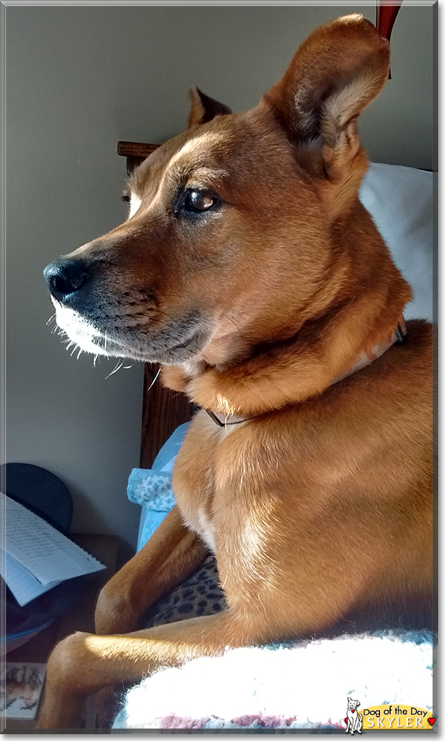 Skyler the Pitbull terrier mix, the Dog of the Day