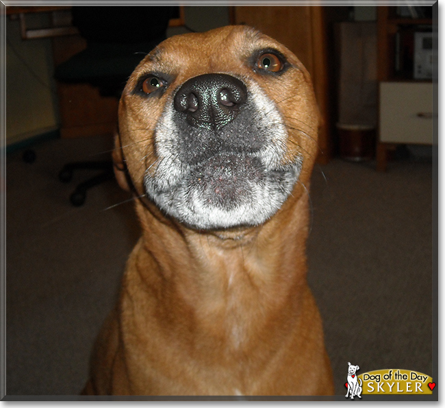 Skyler the Pitbull terrier mix, the Dog of the Day