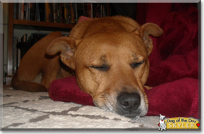 Skyler the Pitbull terrier mix, the Dog of the Day