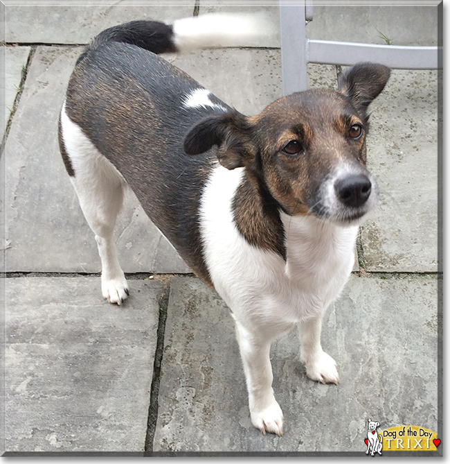 Trixi the Jack Russell Terrier, the Dog of the Day