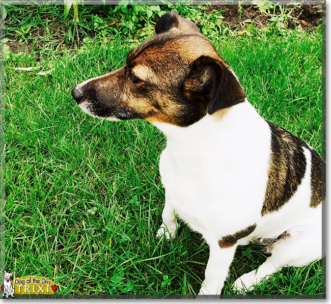 Trixi the Jack Russell Terrier, the Dog of the Day